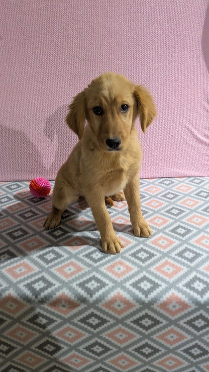 GOLDEN RETRIEVER (11/09) FEMALE