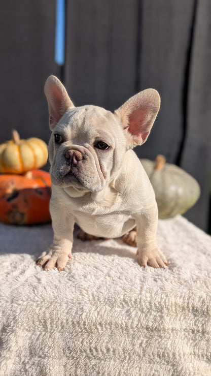 FRENCH BULLDOG (07/08) MALE