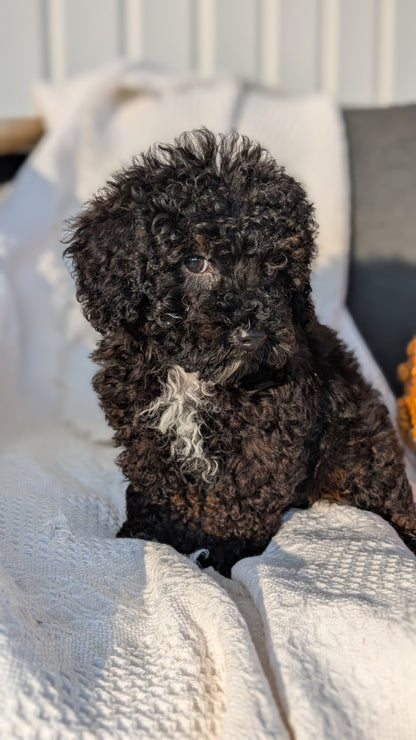 TOY POODLE (08/19) MALE