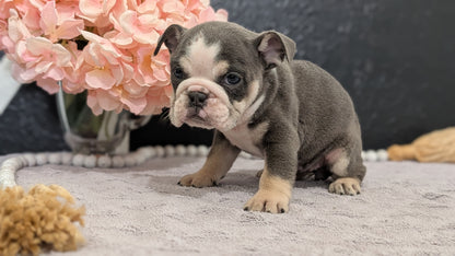 ENGLISH BULLDOG (FEB 09) FEMALES