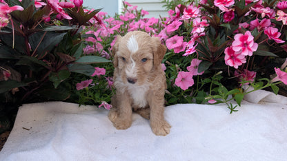 MINI AUSSIEDOODLE (06/21) MALE