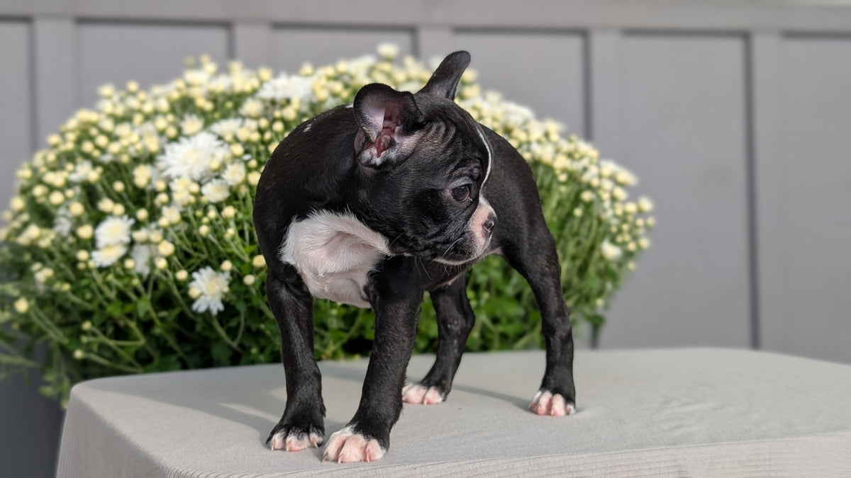 BOSTON TERRIER (JUL 11) 4 FEMALES/4 MALES