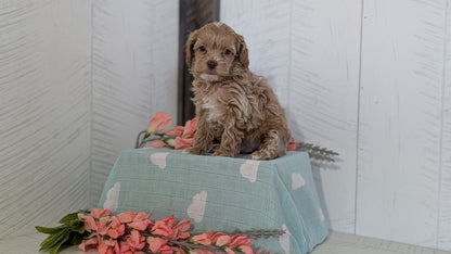 COCKAPOO (FEB 04) FEMALES