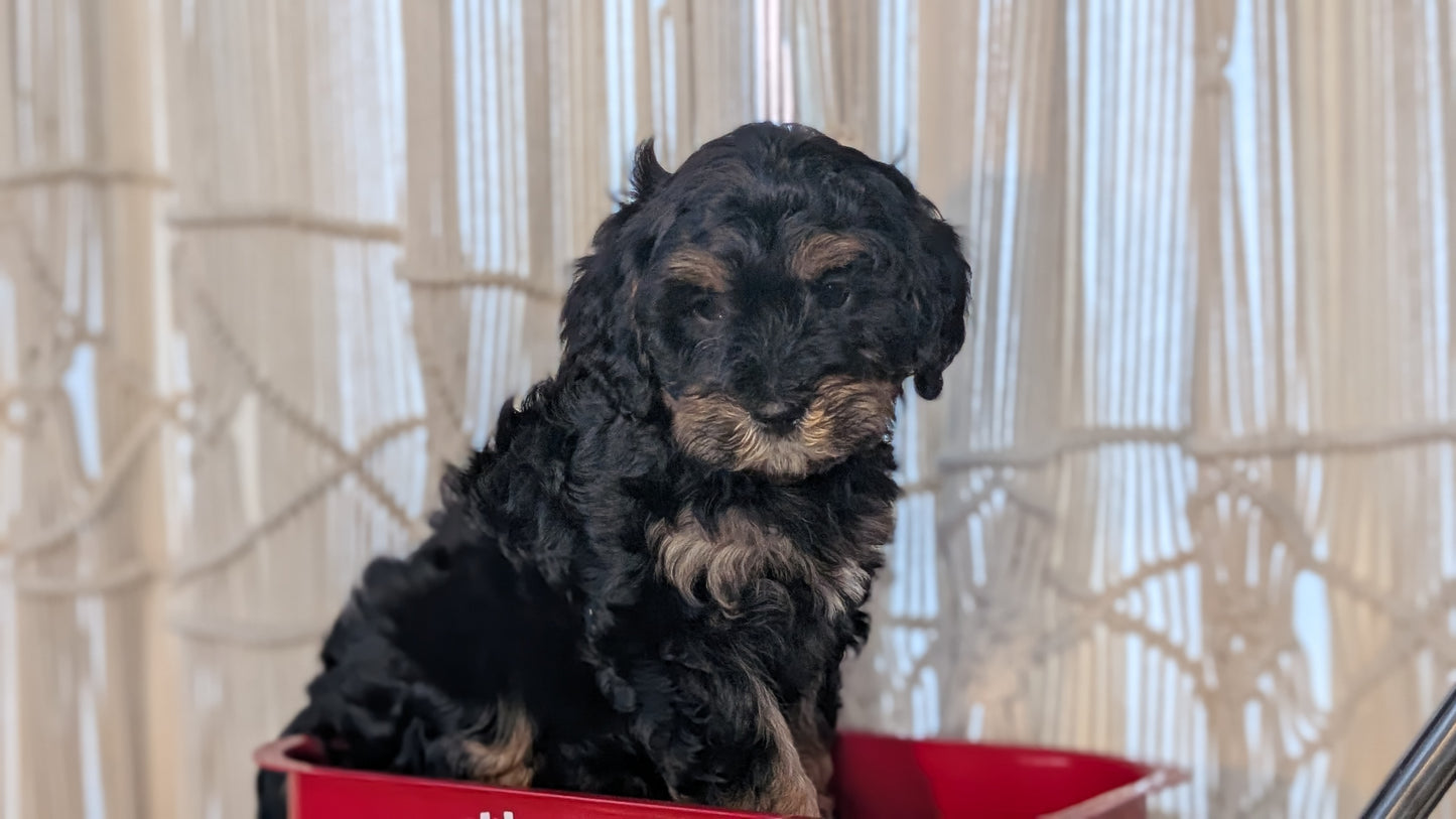 CAVAPOO (NOV 17) FEMALES