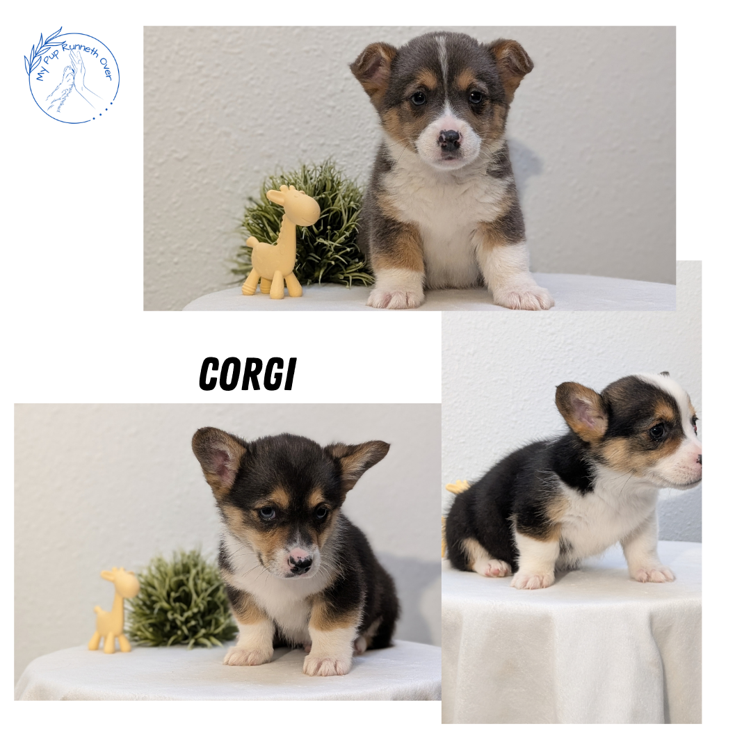 CORGI (JAN 09) MALES