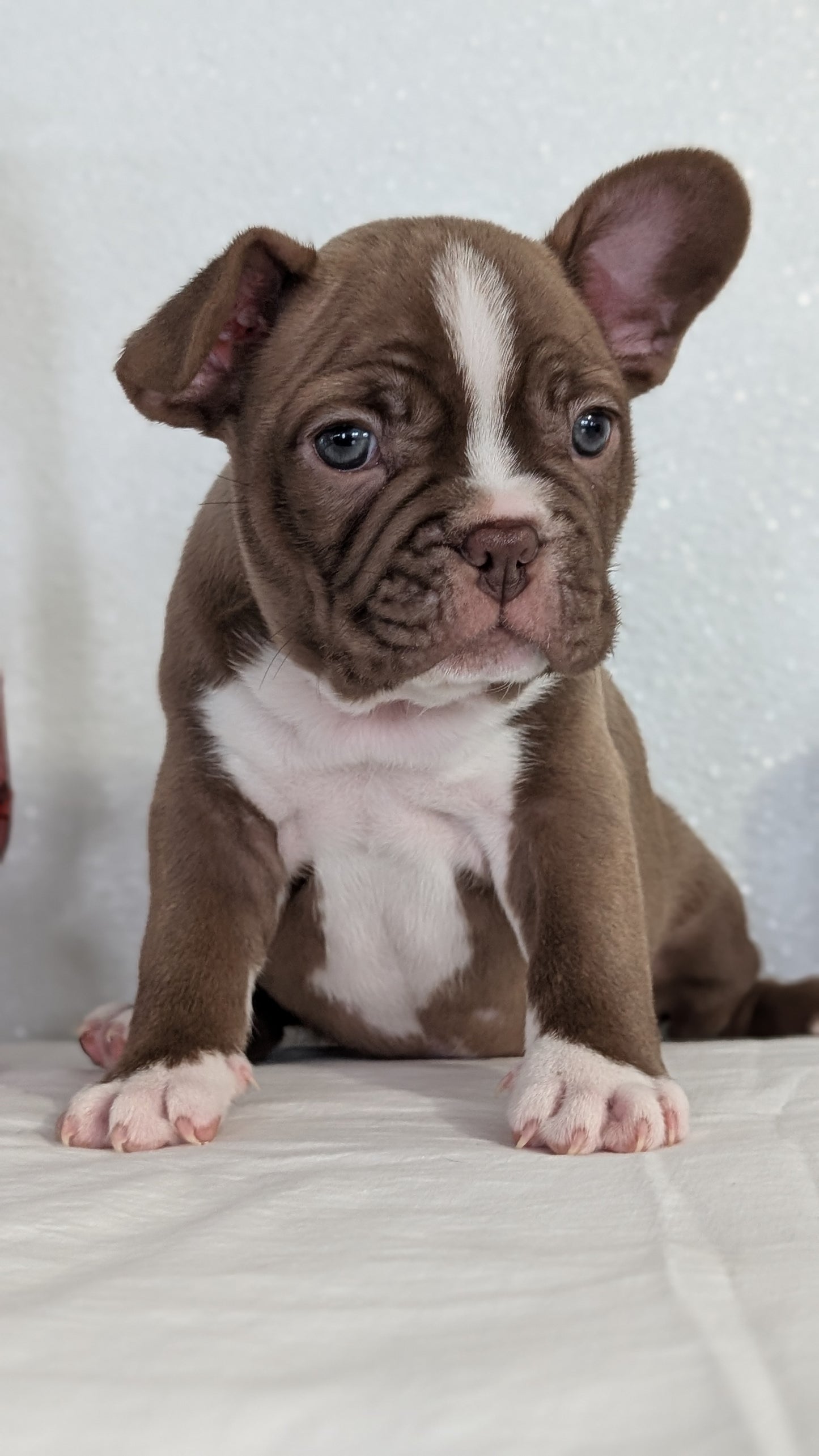 FRENCHTON (NOV 15) MALES