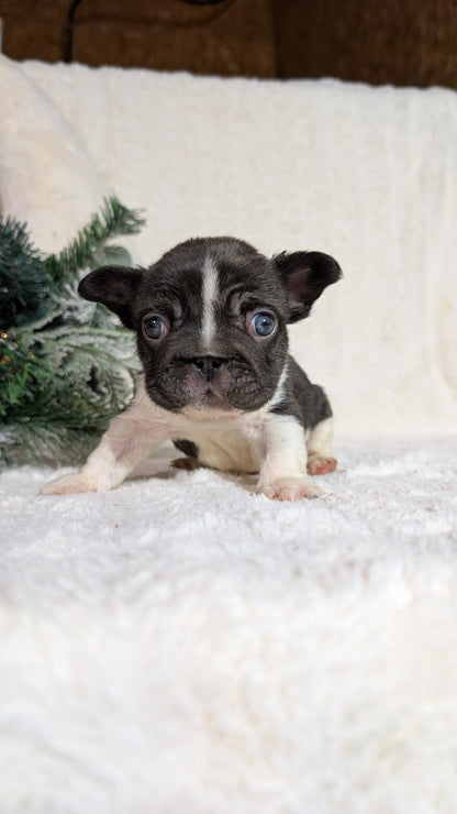 FRENCH BULLDOG (OCT 08) MALES
