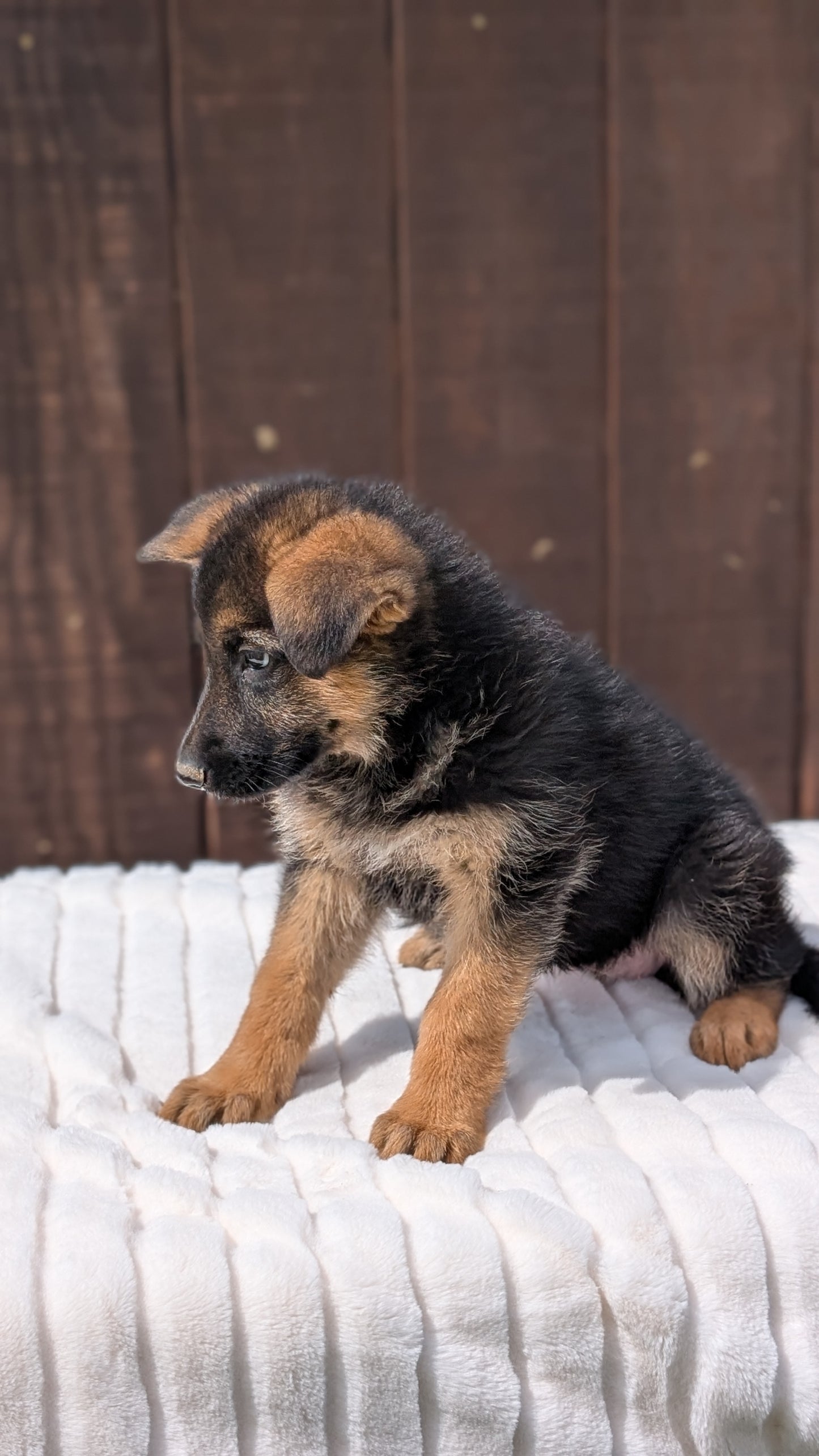 GERMAN SHEPHERD (MAR 28) FEMALE