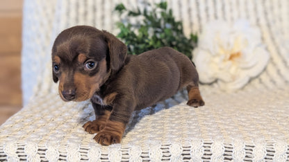MINI DACHSHUND (JAN 16) FEMALES
