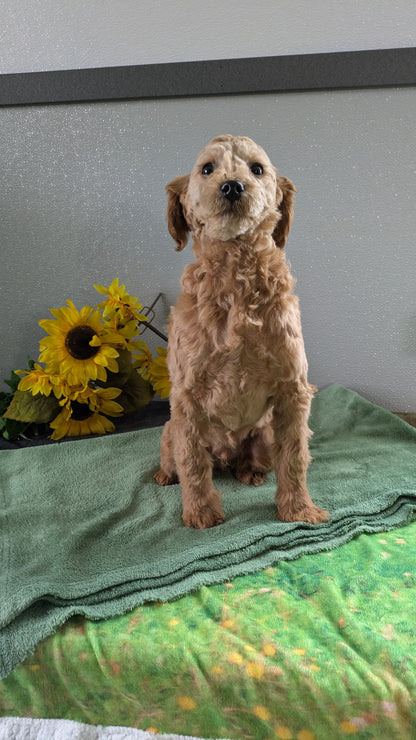 MINI GOLDENDOODLE (12/09) MALE