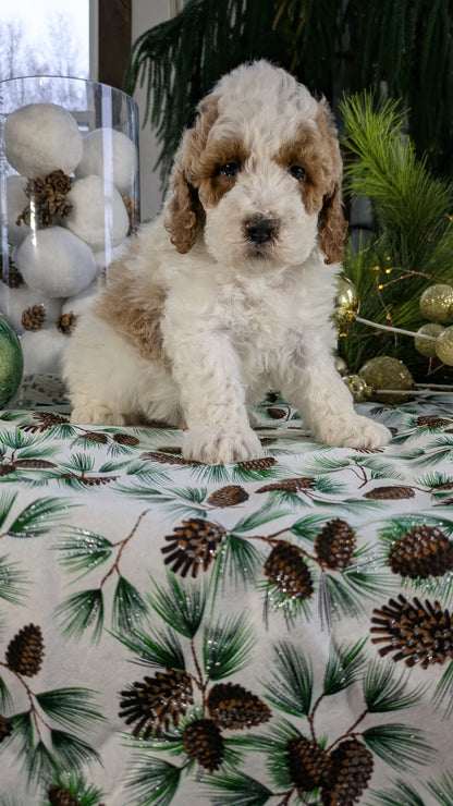 COCKAPOO (10/14) MALE
