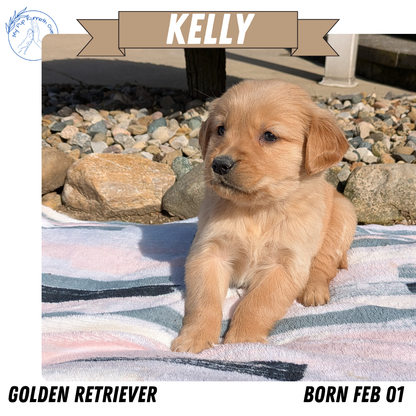 GOLDEN RETRIEVER (02/01) FEMALE