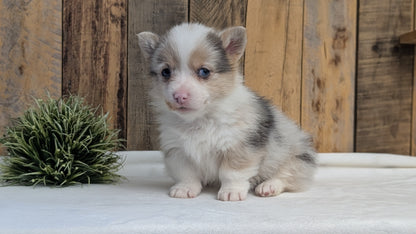 CORGI (JAN 09) MALES