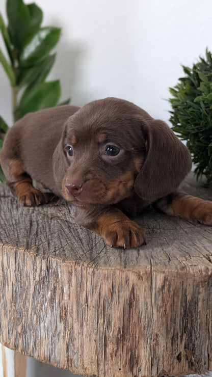 MINI DACHSHUND (09/22) FEMALE