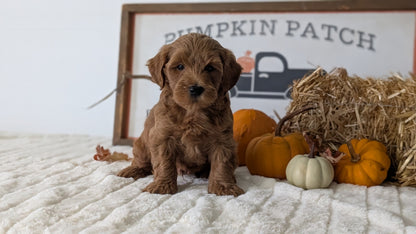 MINI GOLDENDOODLE (AUG 13) 6 MALES/3 FEMALES