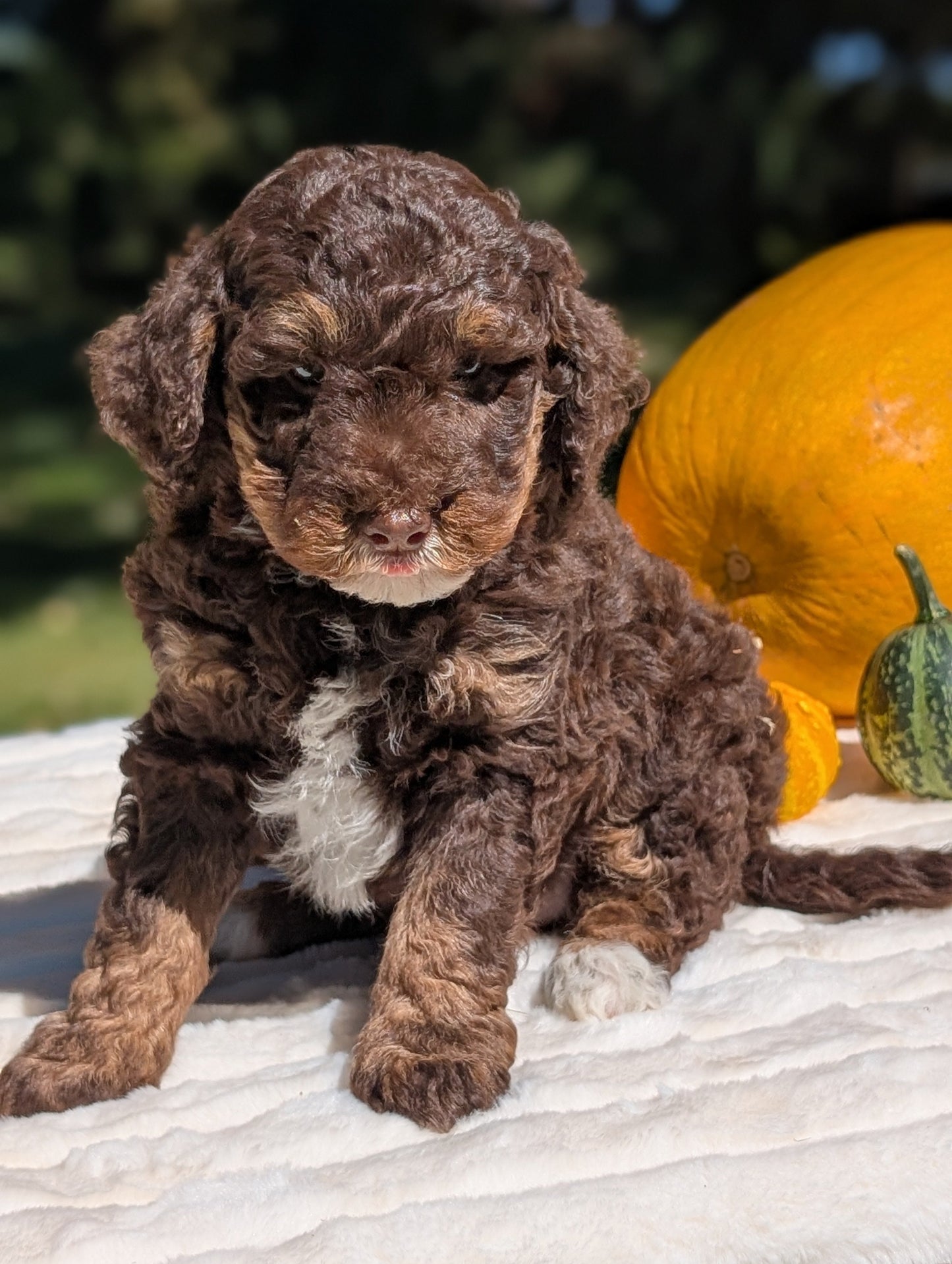 MINI BERNEDOODLE (07/25) MALE