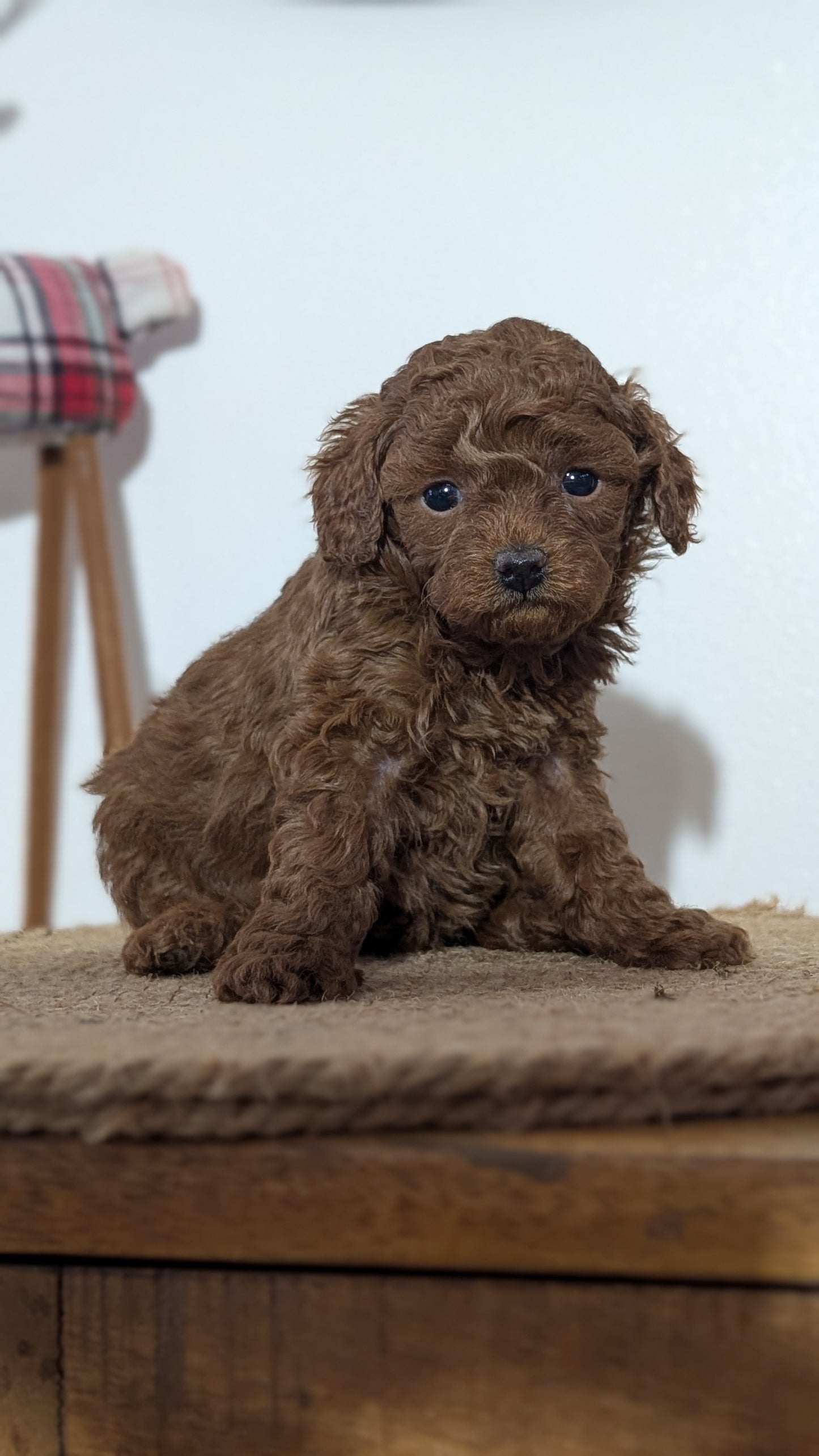 MINI POODLE (NOV 14) FEMALE