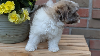 HAVANESE (APR 09) MALES