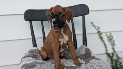 BOXER (JUN 11) MALES