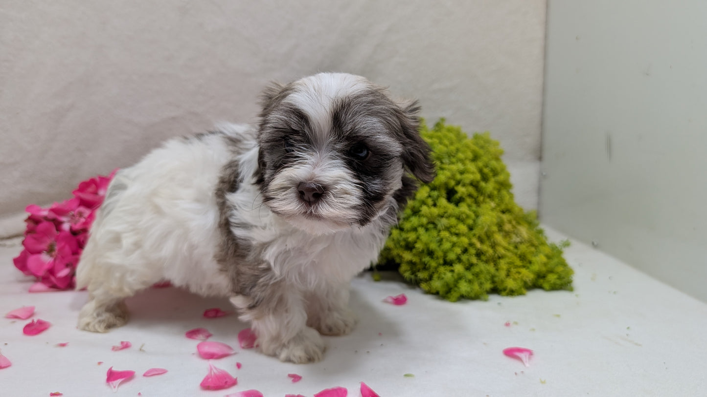 HAVANESE (09/13) MALE