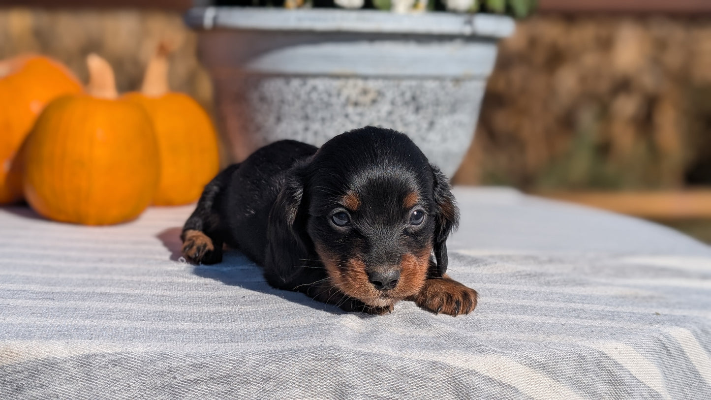 MINI DACHSHUND (09/01) MALE