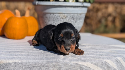 MINI DACHSHUND (09/01) MALE