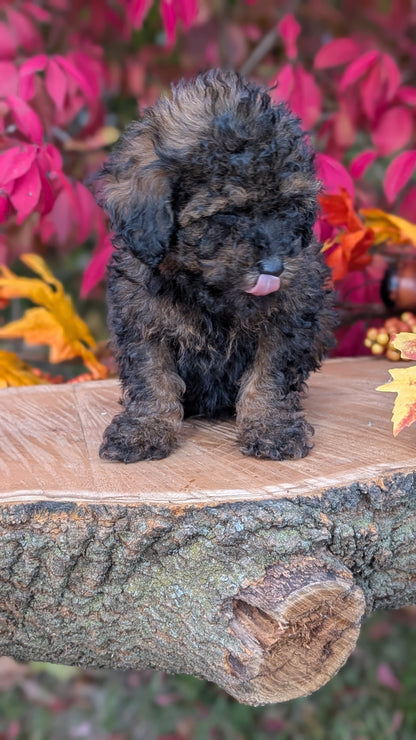 TOY POODLE (09/10) MALE