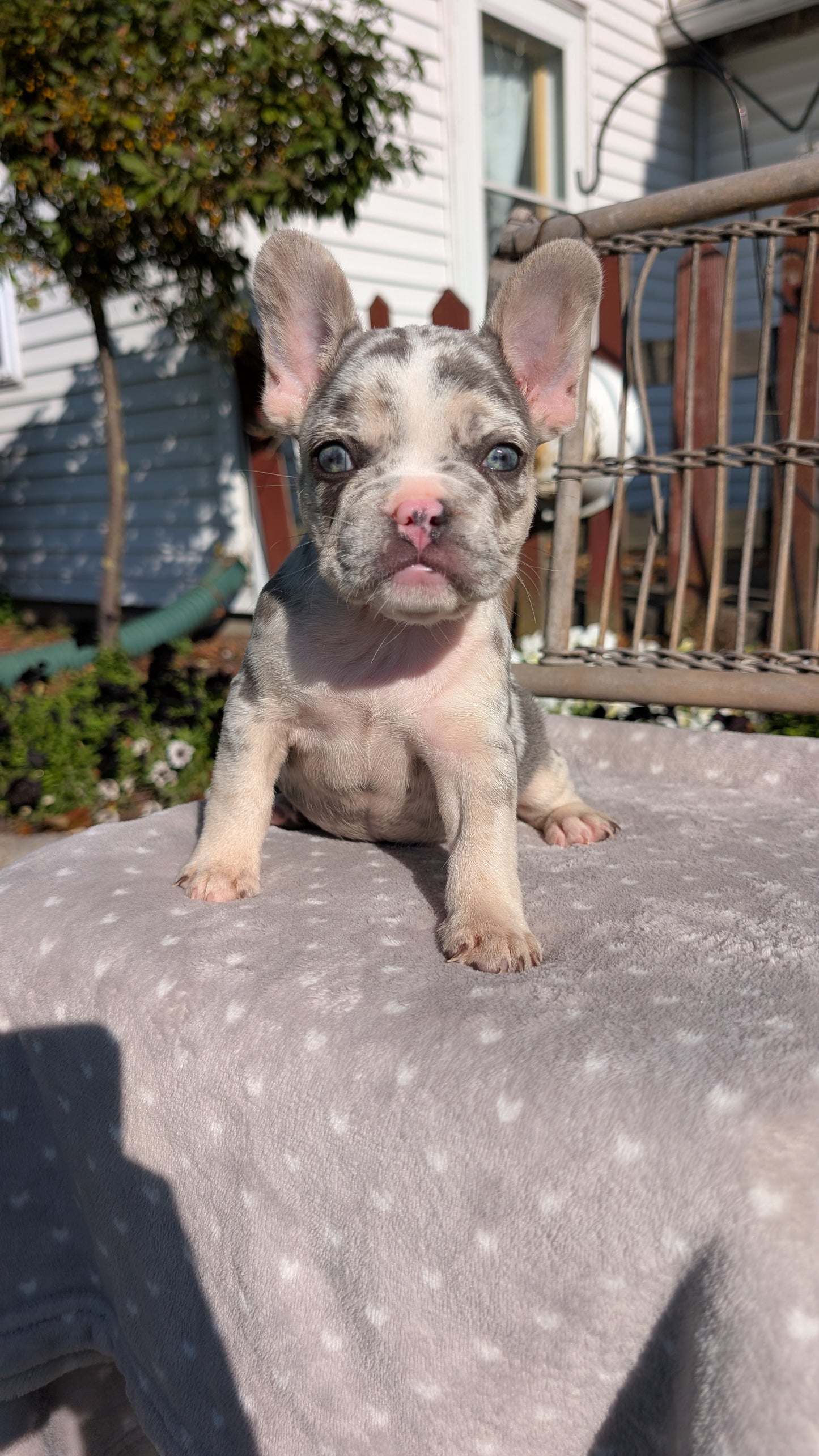 FRENCH BULLDOG (07/29) MALE