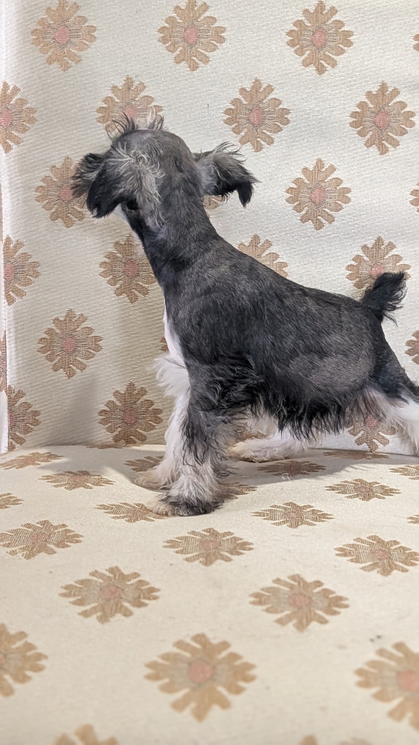 MINI SCHNAUZER (FEB 15) FEMALES