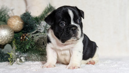 FRENCH BULLDOG (OCT 08) MALES