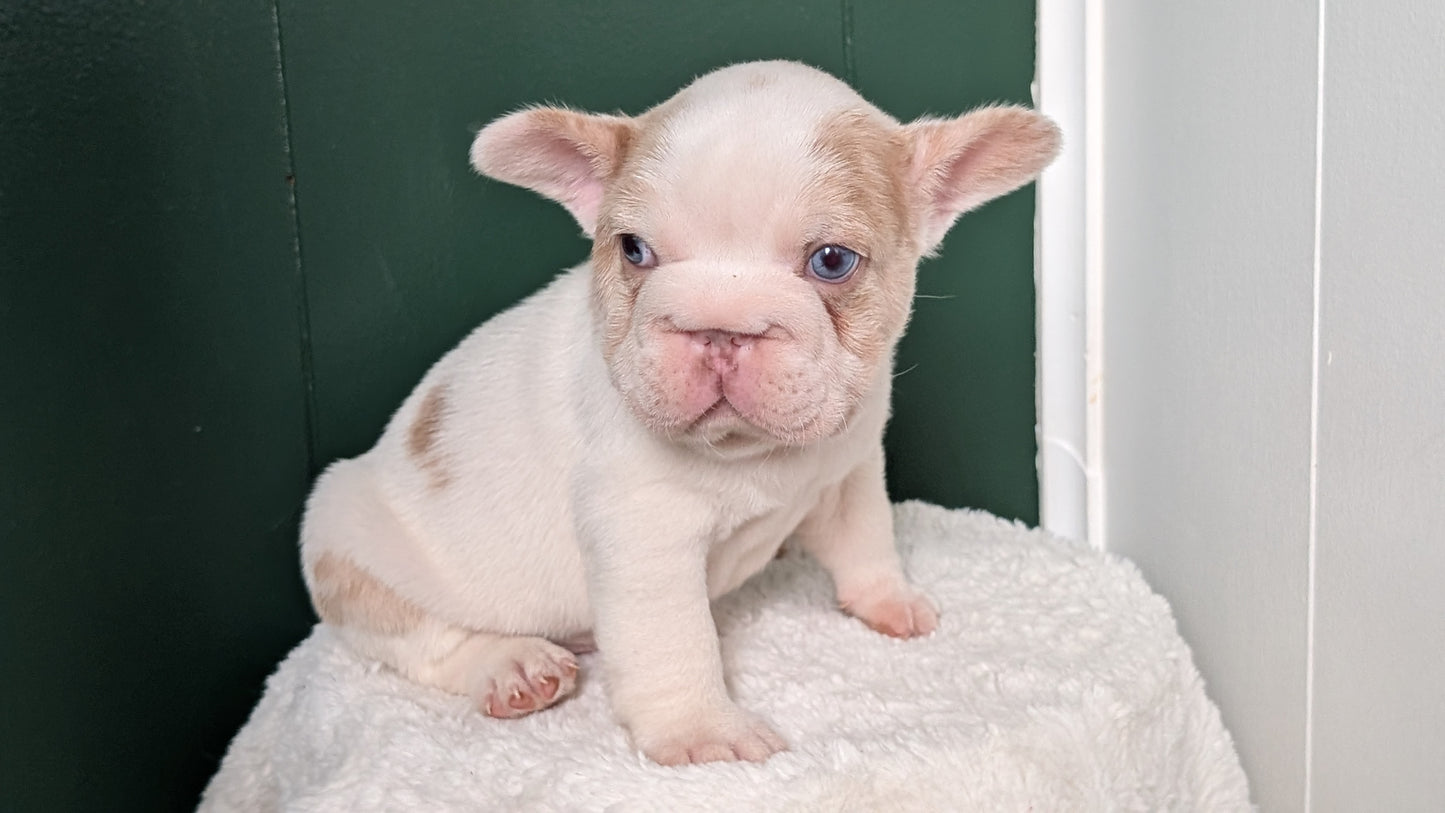 FRENCH BULLDOG (APR 03) MALE