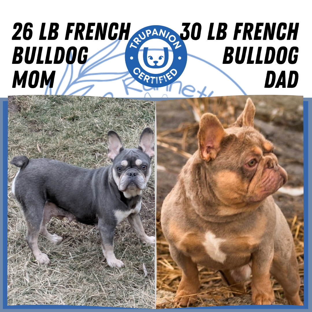 FRENCH BULLDOG (06/27) MALE