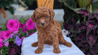 TOY POODLE (JUN 17) FEMALE