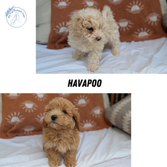 HAVAPOO (MAR 29) MALES