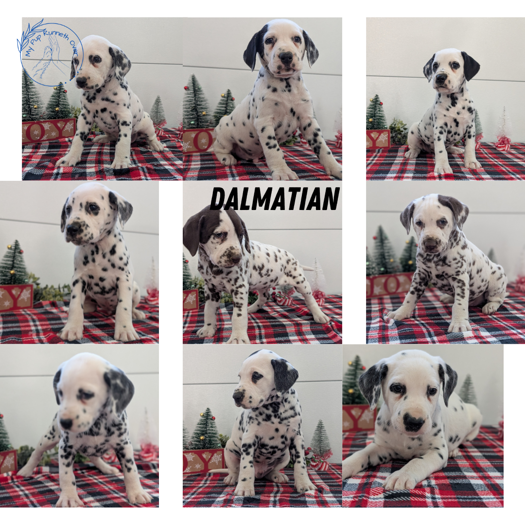 DALMATIAN (OCT 26) MALES