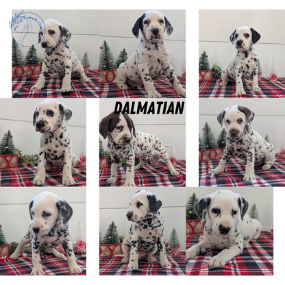 DALMATIAN (OCT 26) MALES