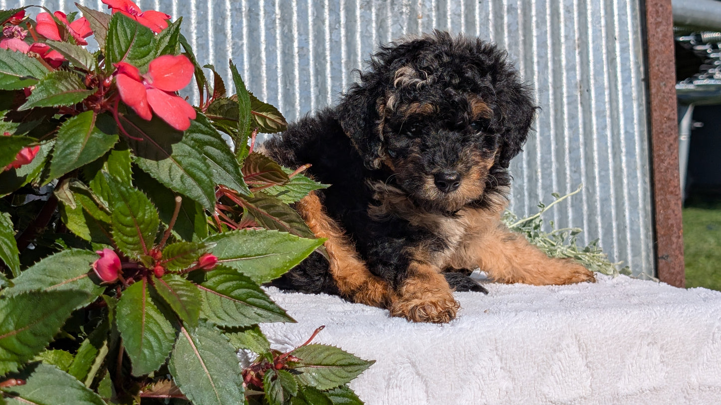 TOY POODLE (07/06) MALE