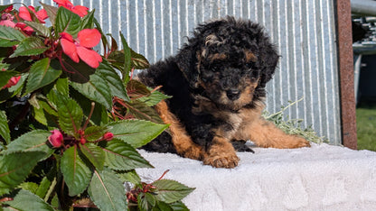 TOY POODLE (07/06) MALE