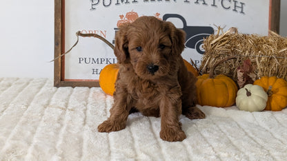 MINI GOLDENDOODLE (AUG 13) 6 MALES/3 FEMALES