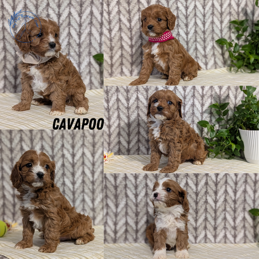 CAVAPOO (JAN 11) FEMALES