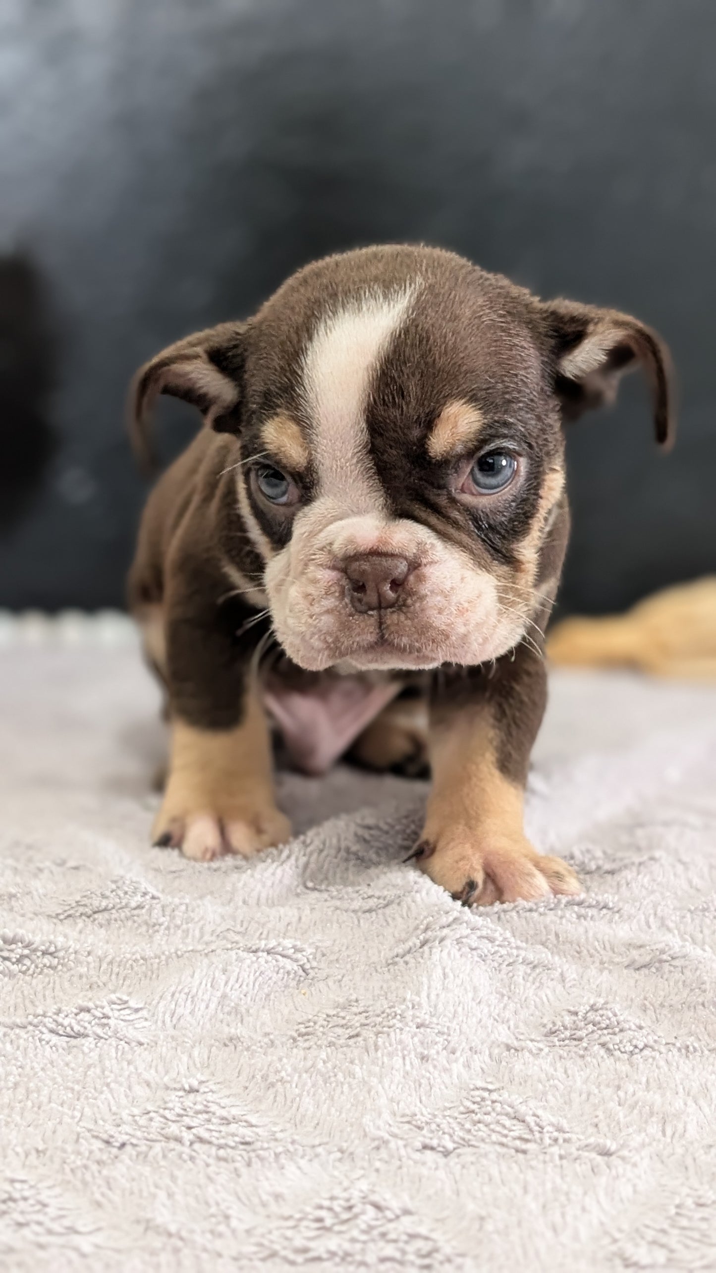 ENGLISH BULLDOG (FEB 09) MALES
