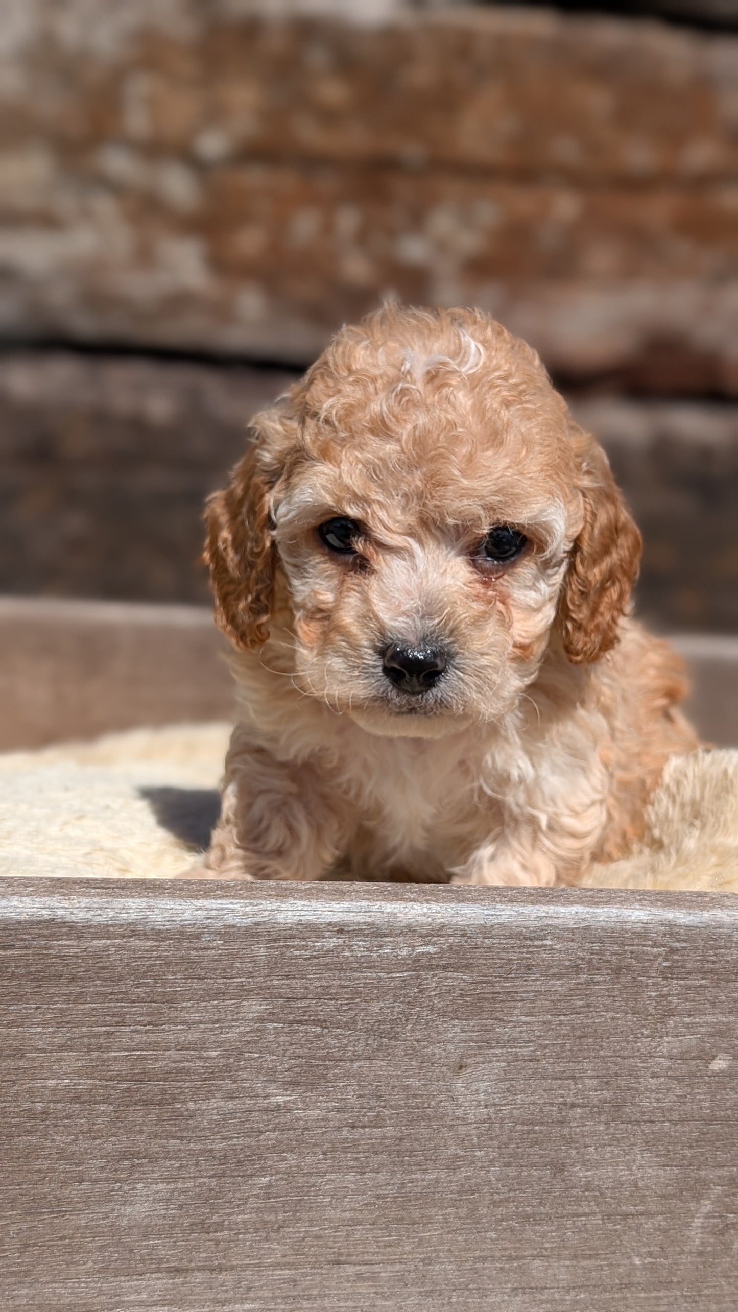 COCKAPOO (MAY 13) MALES