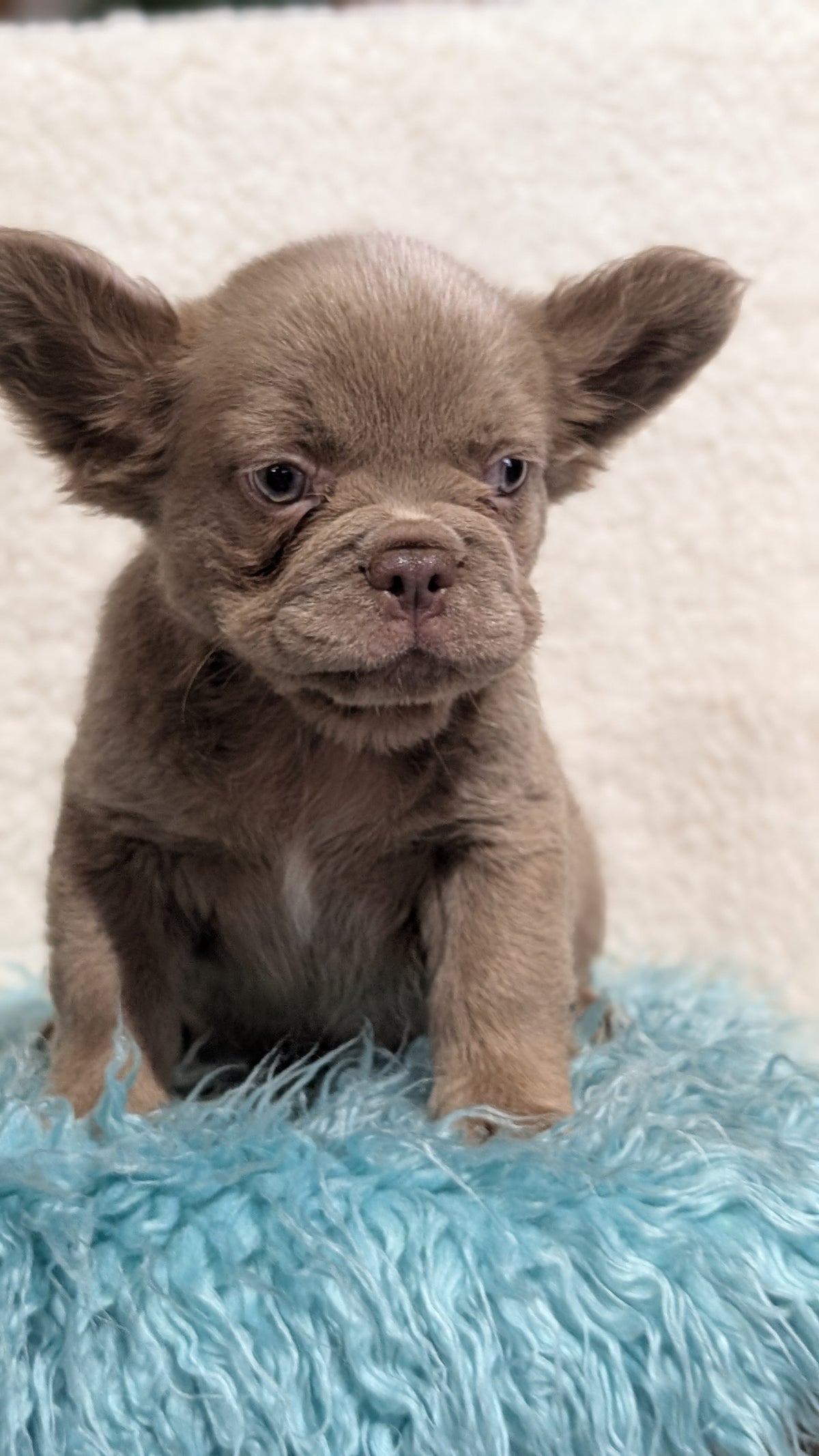 FRENCH BULLDOG (JUN 06) FEMALES