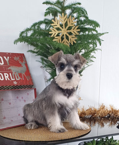 MINI SCHNAUZER (10/03) MALE