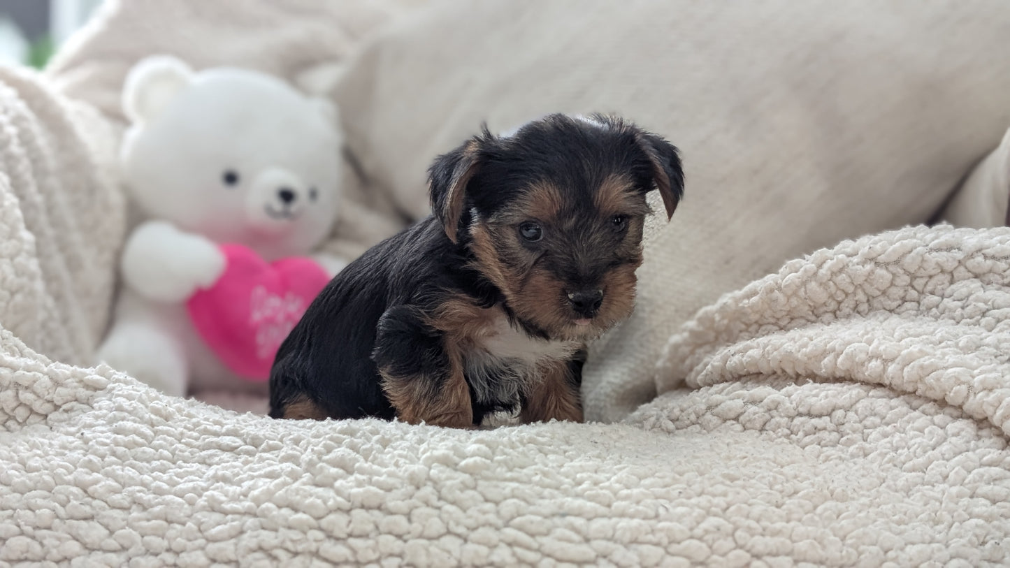 YORKSHIRE TERRIER (DEC 24) FEMALES