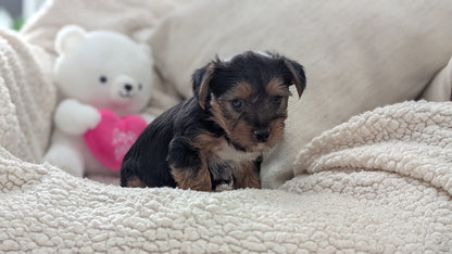 YORKSHIRE TERRIER (DEC 24) FEMALES