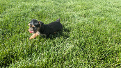 YORKSHIRE TERRIER (02/25) FEMALE