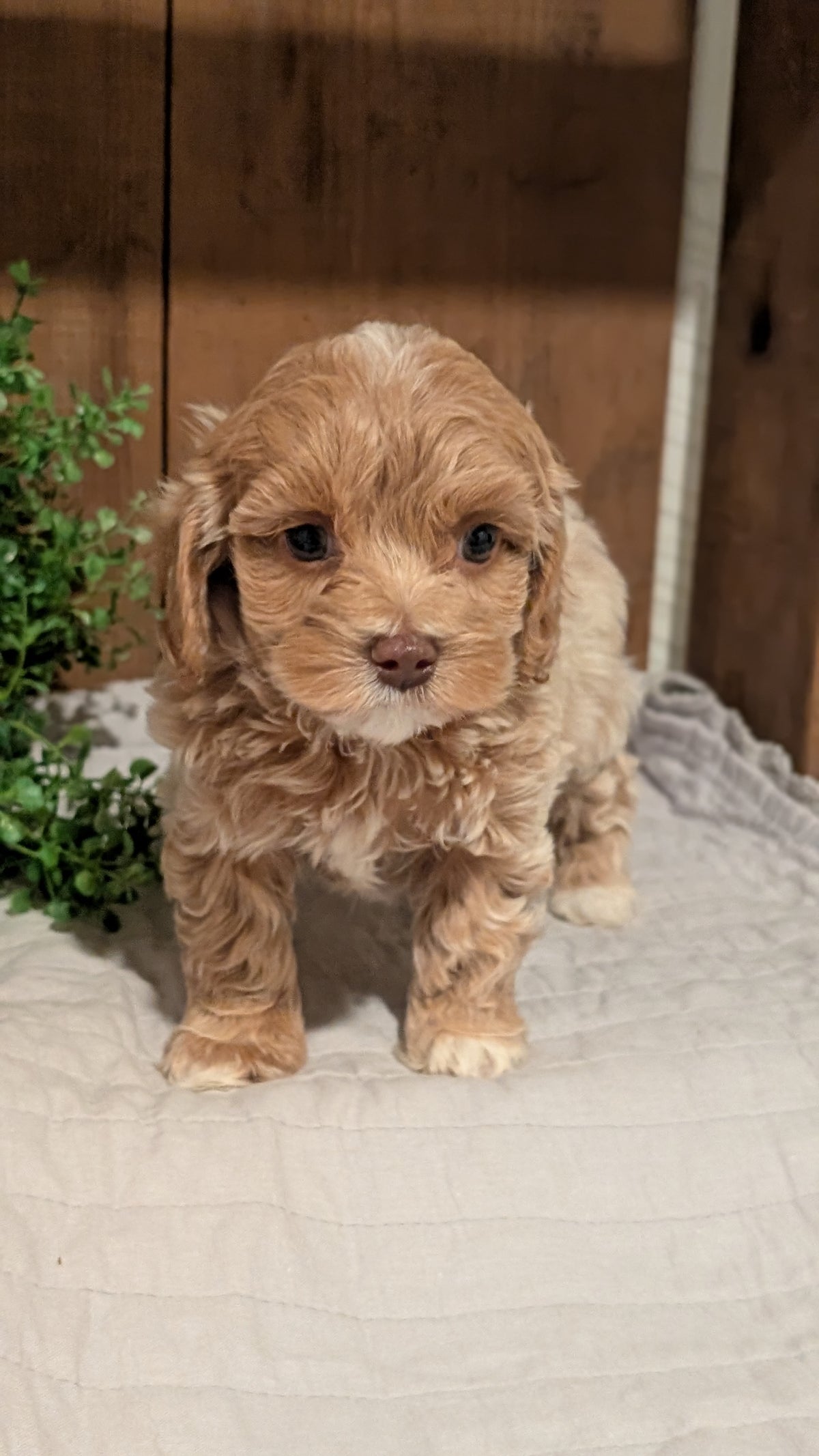 COCKAPOO (AUG 17) 3 FEMALES/1 MALE