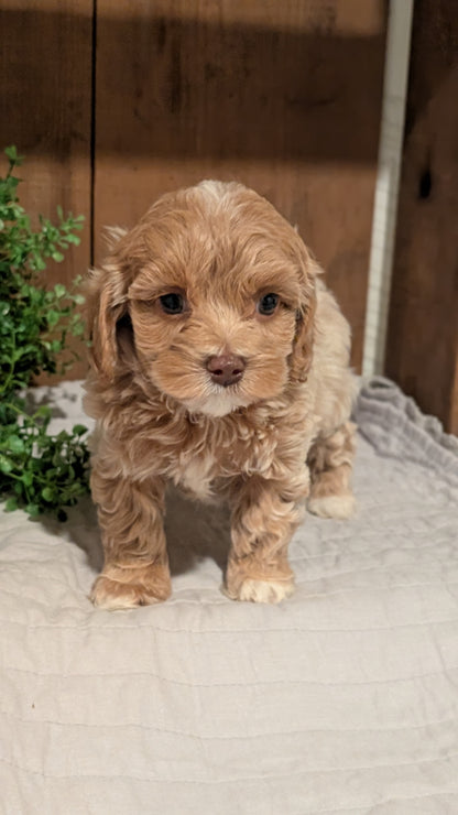 COCKAPOO (AUG 17) 3 FEMALES/1 MALE