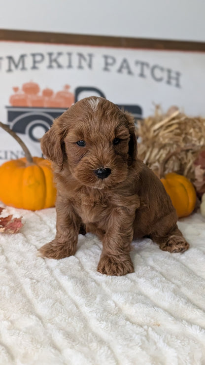 MINI GOLDENDOODLE (AUG 13) 6 MALES/3 FEMALES